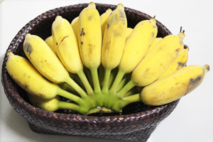 สมุนไพรรักษาโรค กล้วย รักษาโรคกระเพาะ