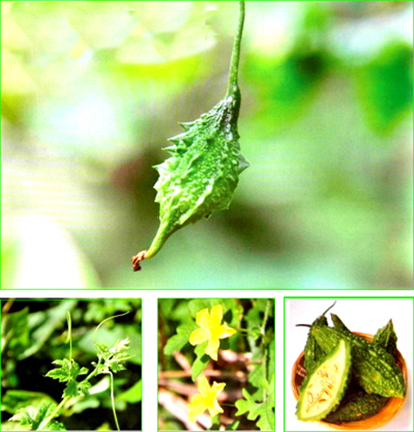 สมุนไพรรักษาโรคไต เห็ดหลินจือเป็นทางเลือกของการรักษา