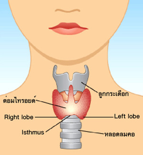 โรคไทรอยด์ สาระน่ารู้ มาดูกันเลย