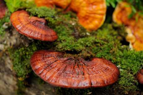 สมุนไพรรักษาโรคไต เห็ดหลินจือเป็นทางเลือกของการรักษา